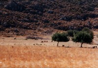 Titelbild des Albums: Rhodos